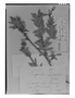 Wahlenbergia fernandeziana image