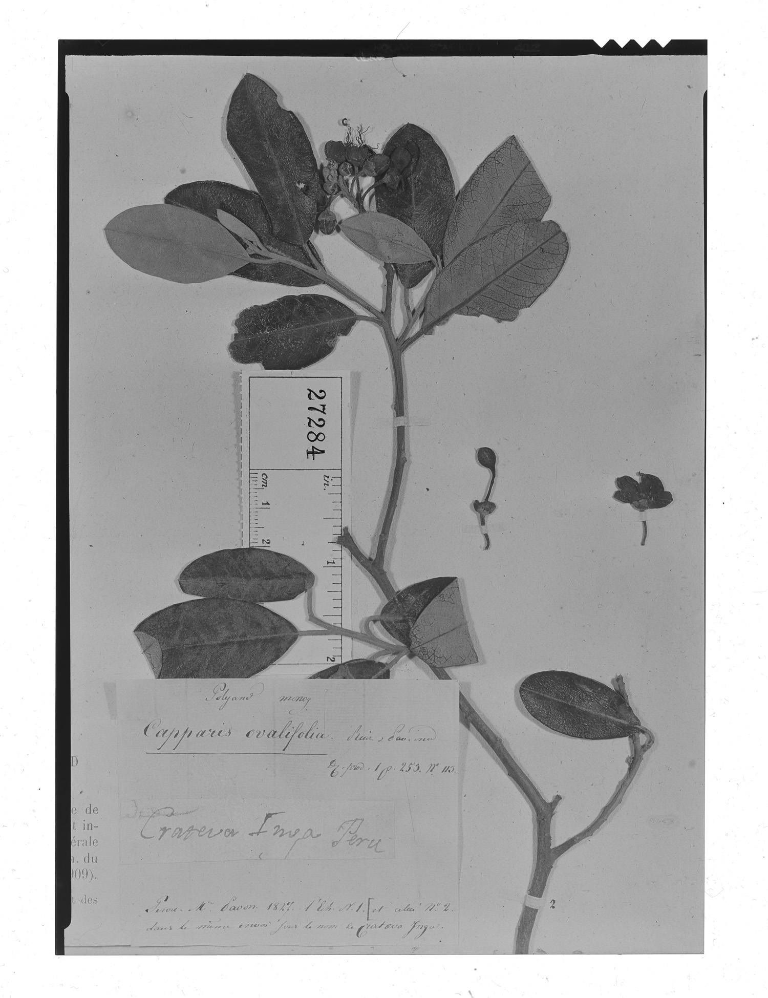 Capparis ovalifolia image