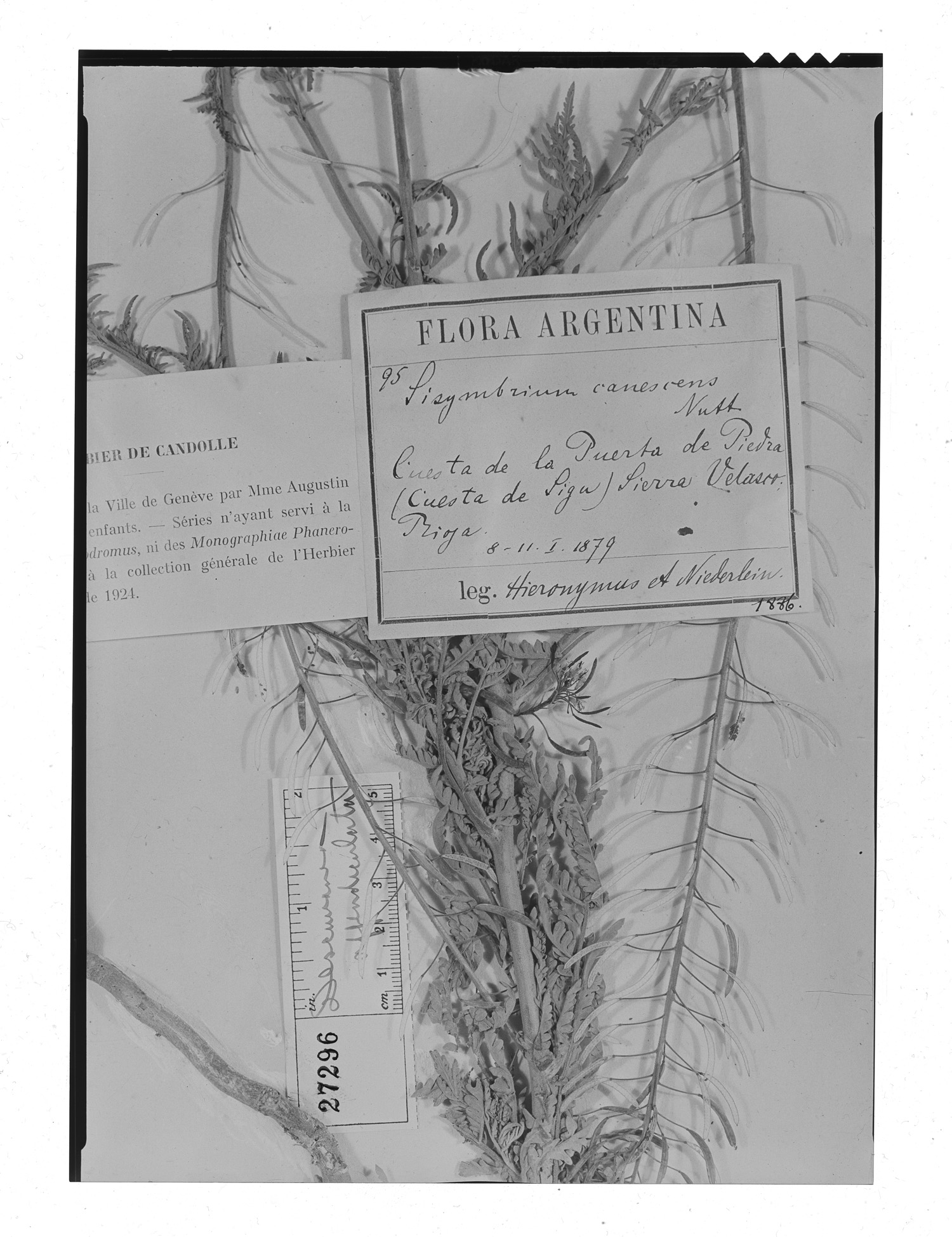 Descurainia appendiculata image