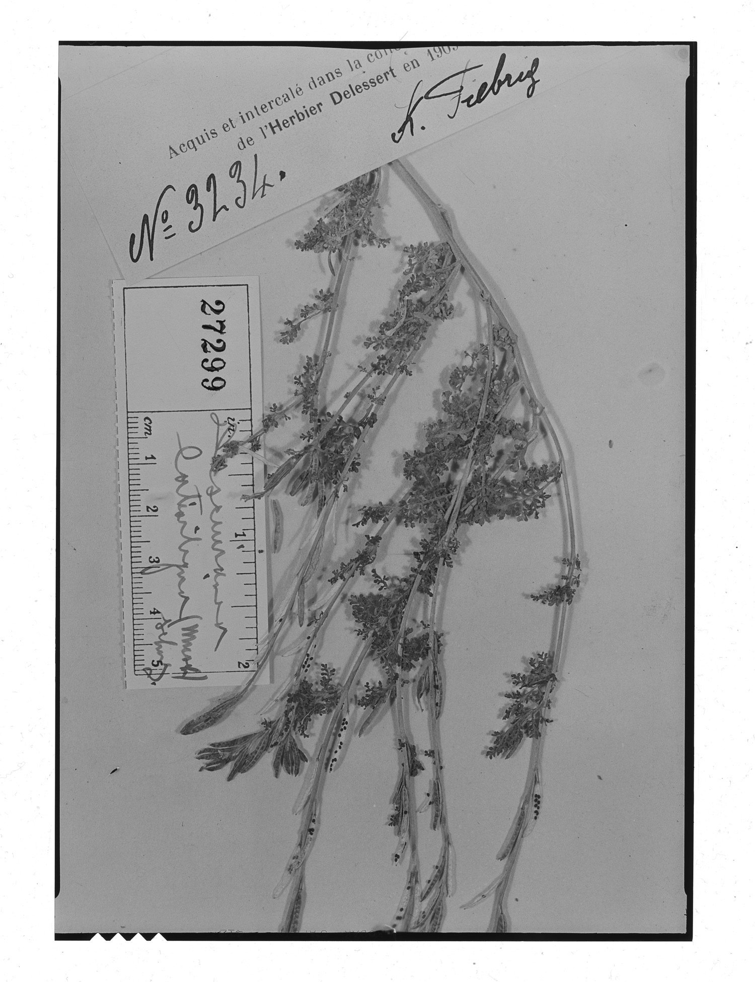 Descurainia latisiliqua image