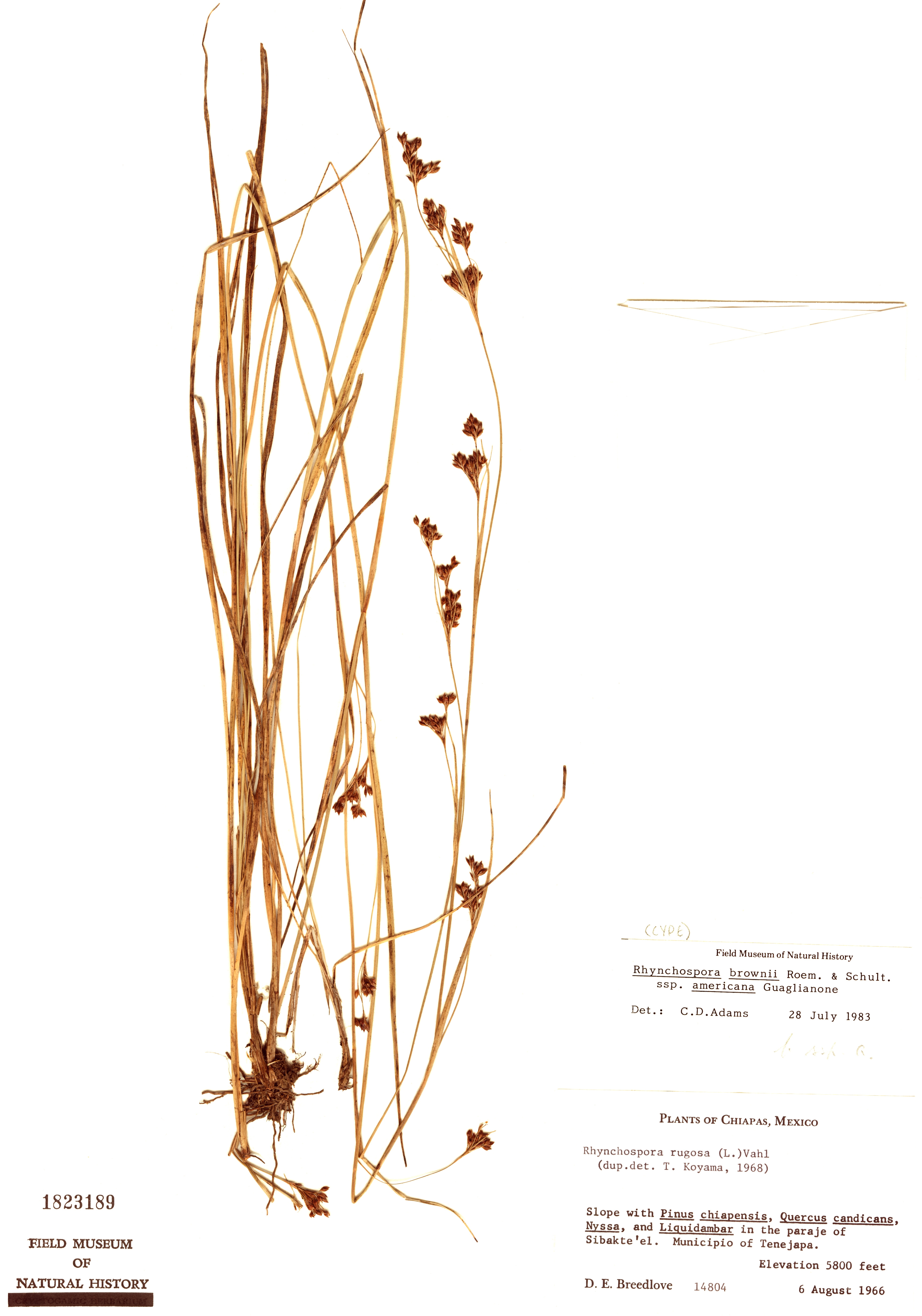 Rhynchospora brownii image
