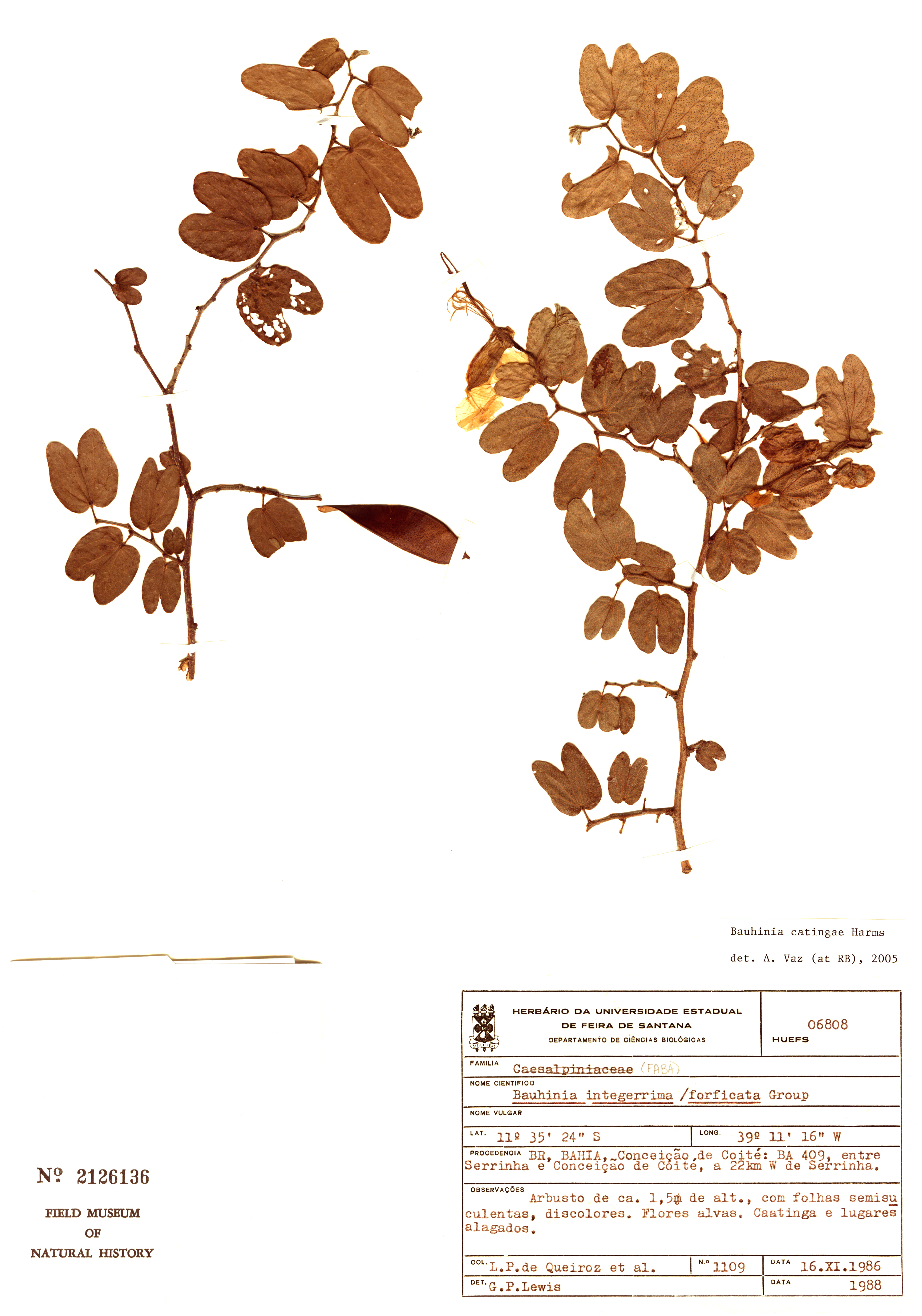 Bauhinia catingae image