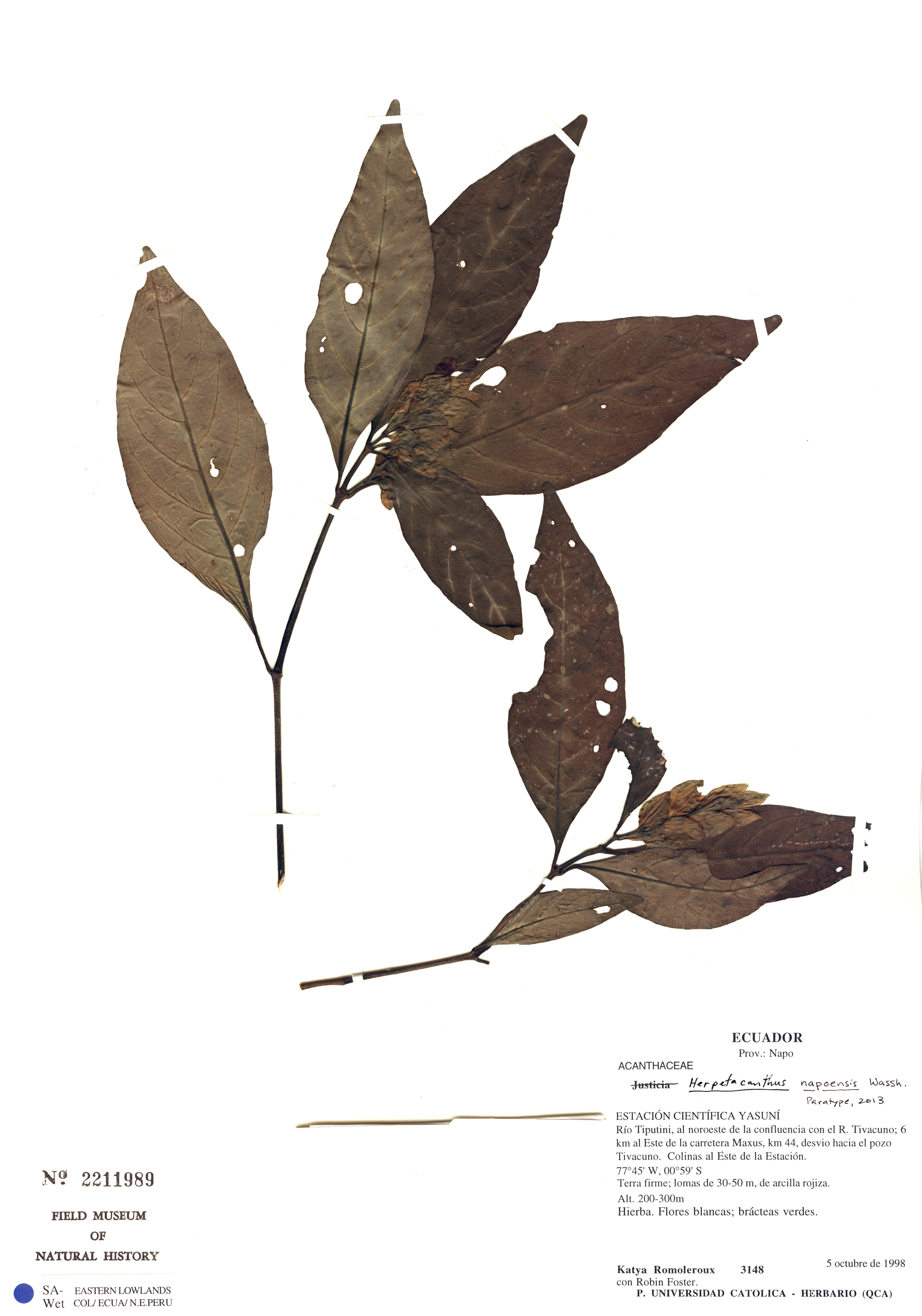 Herpetacanthus napoensis image