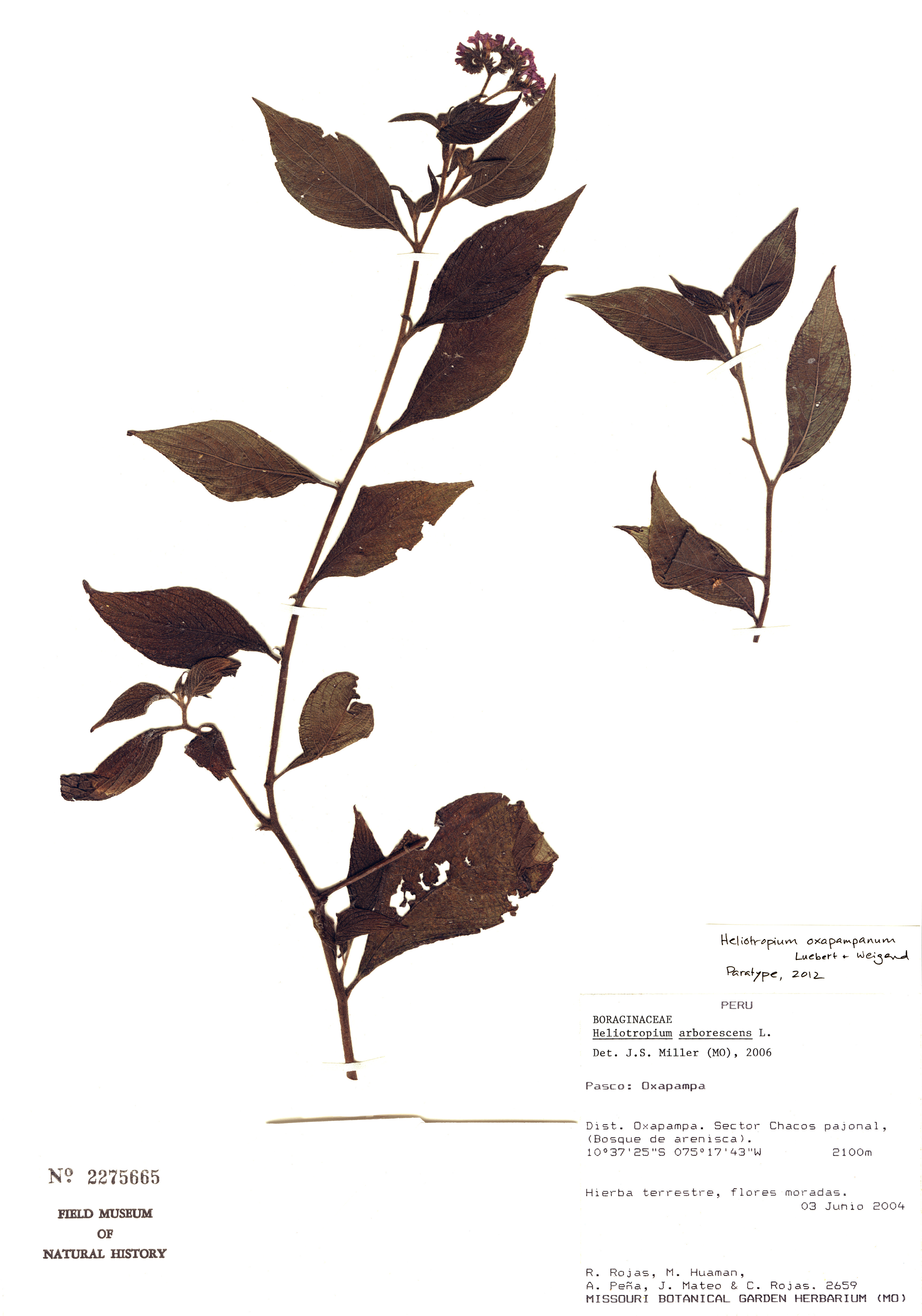 Heliotropium oxapampanum image