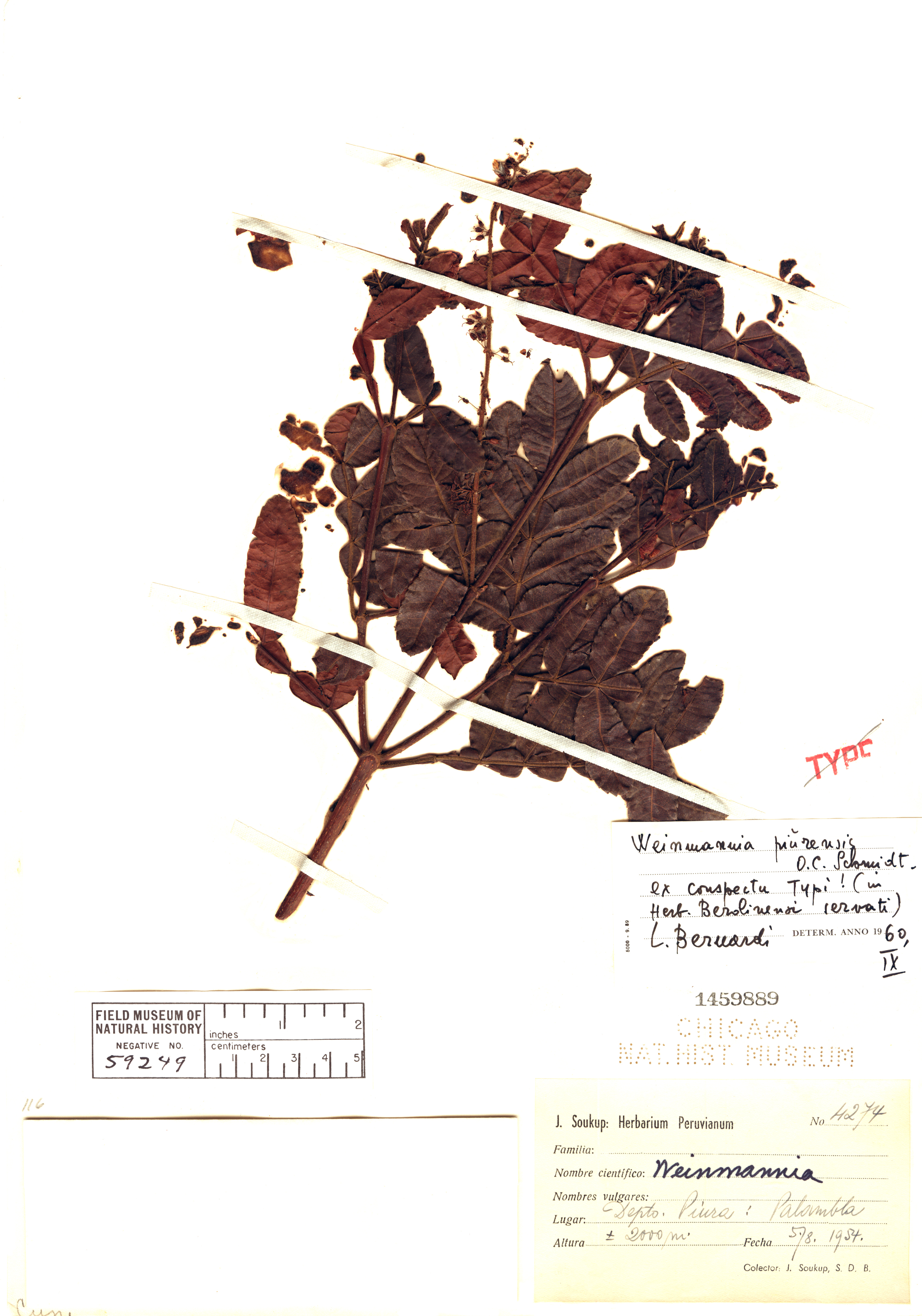 Weinmannia piurensis image