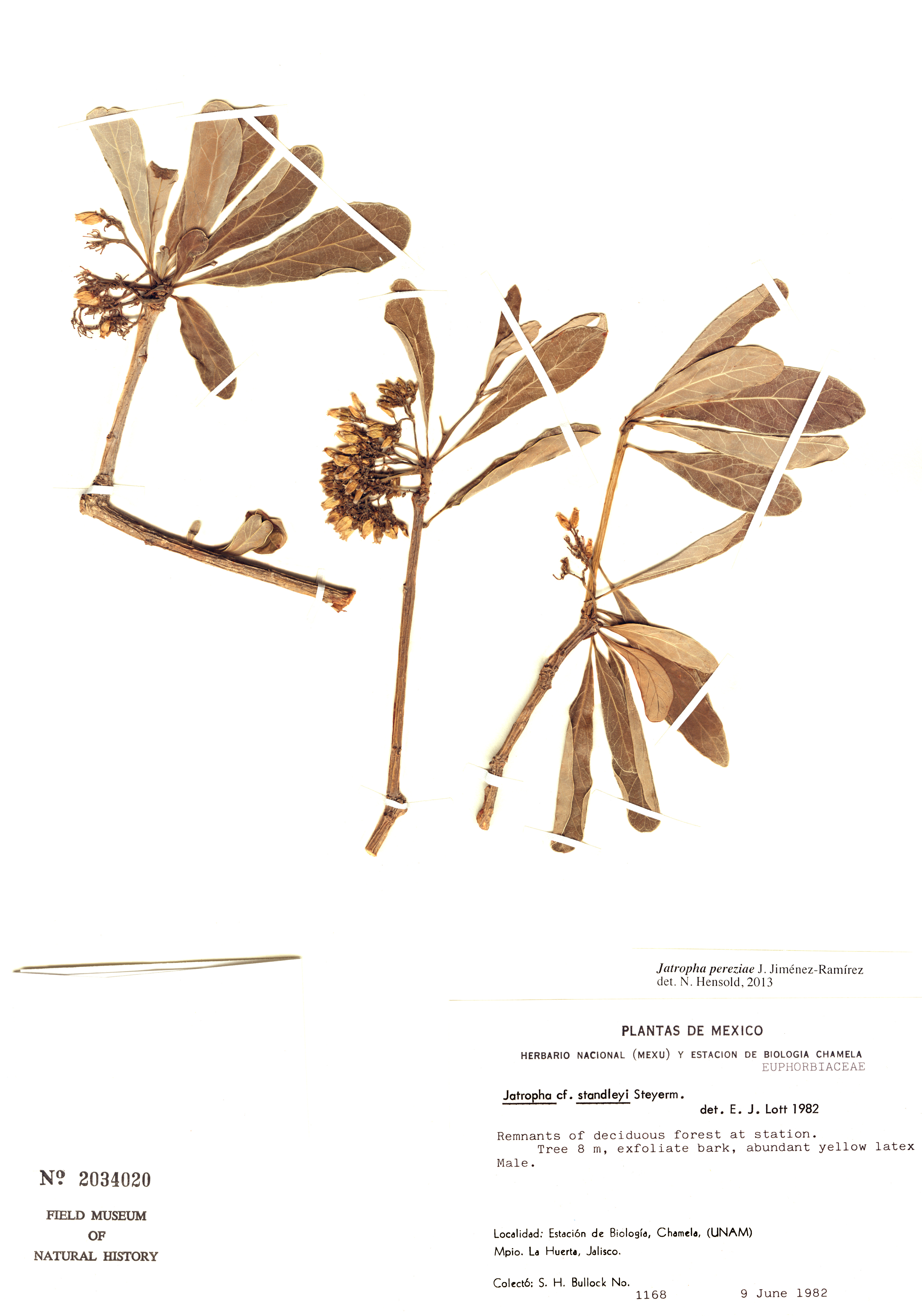 Jatropha pereziae image