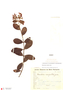 Banisteriopsis cipoensis image