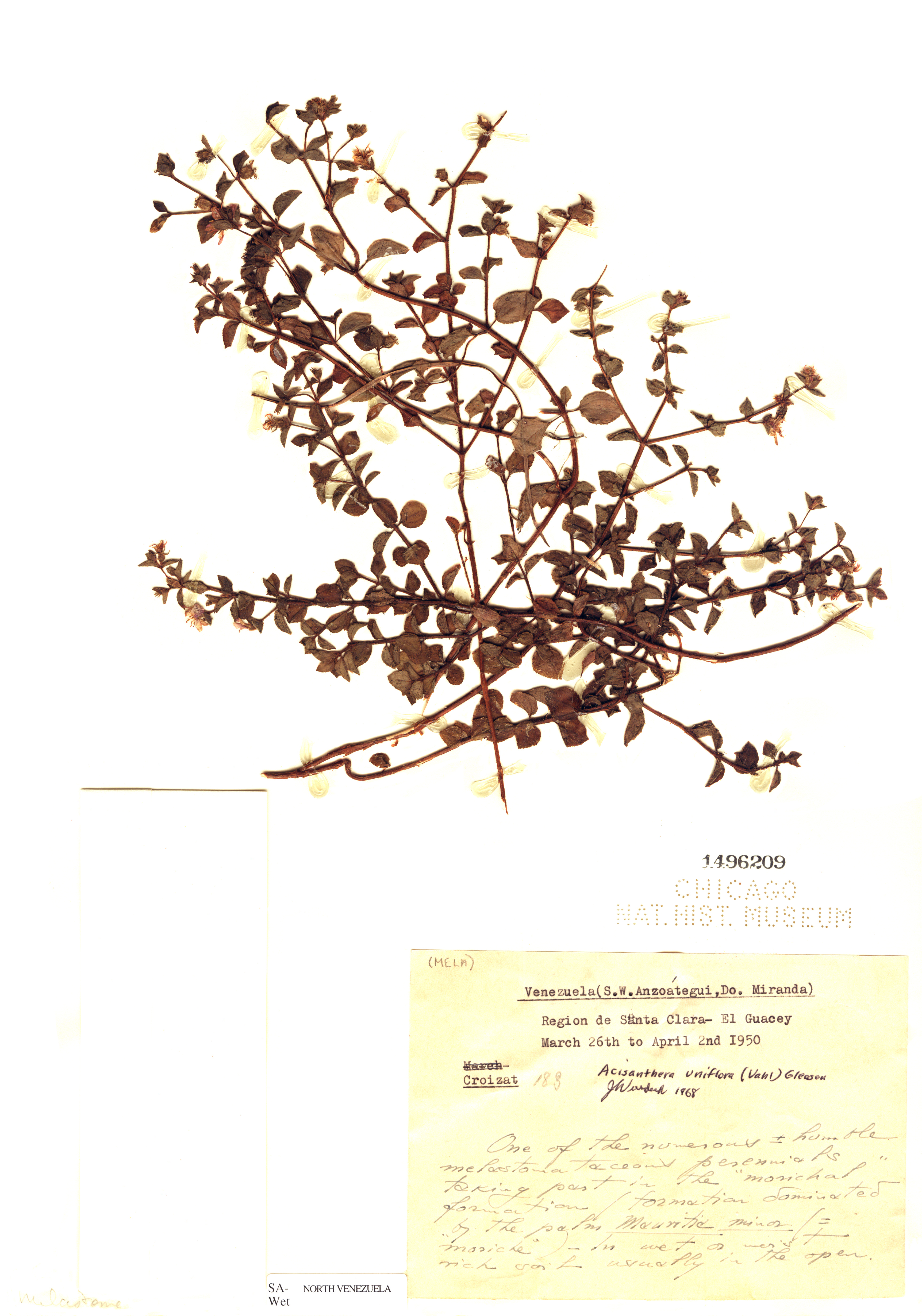 Acisanthera uniflora image