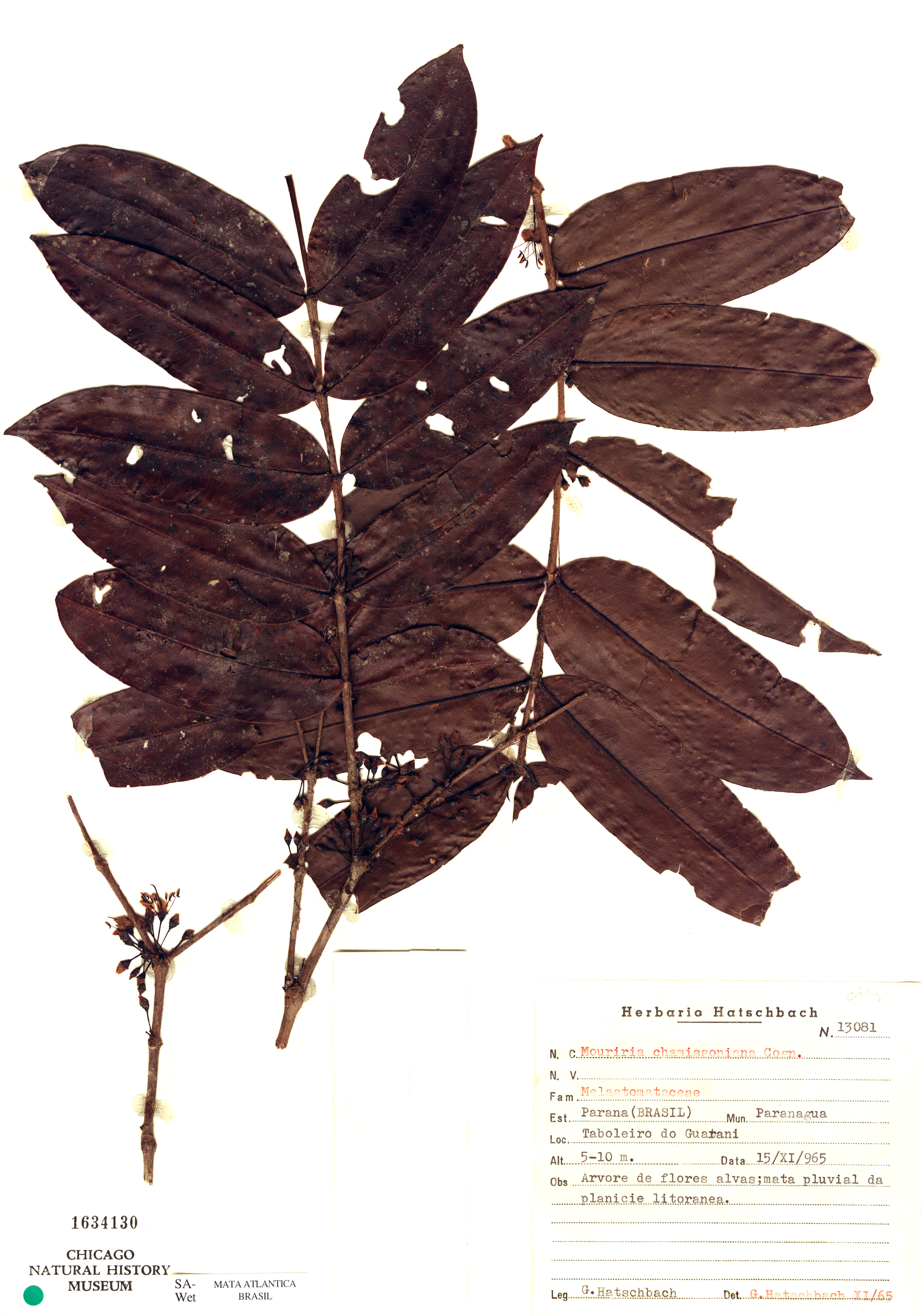 Mouriri chamissoana image