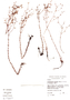 Siphanthera foliosa image