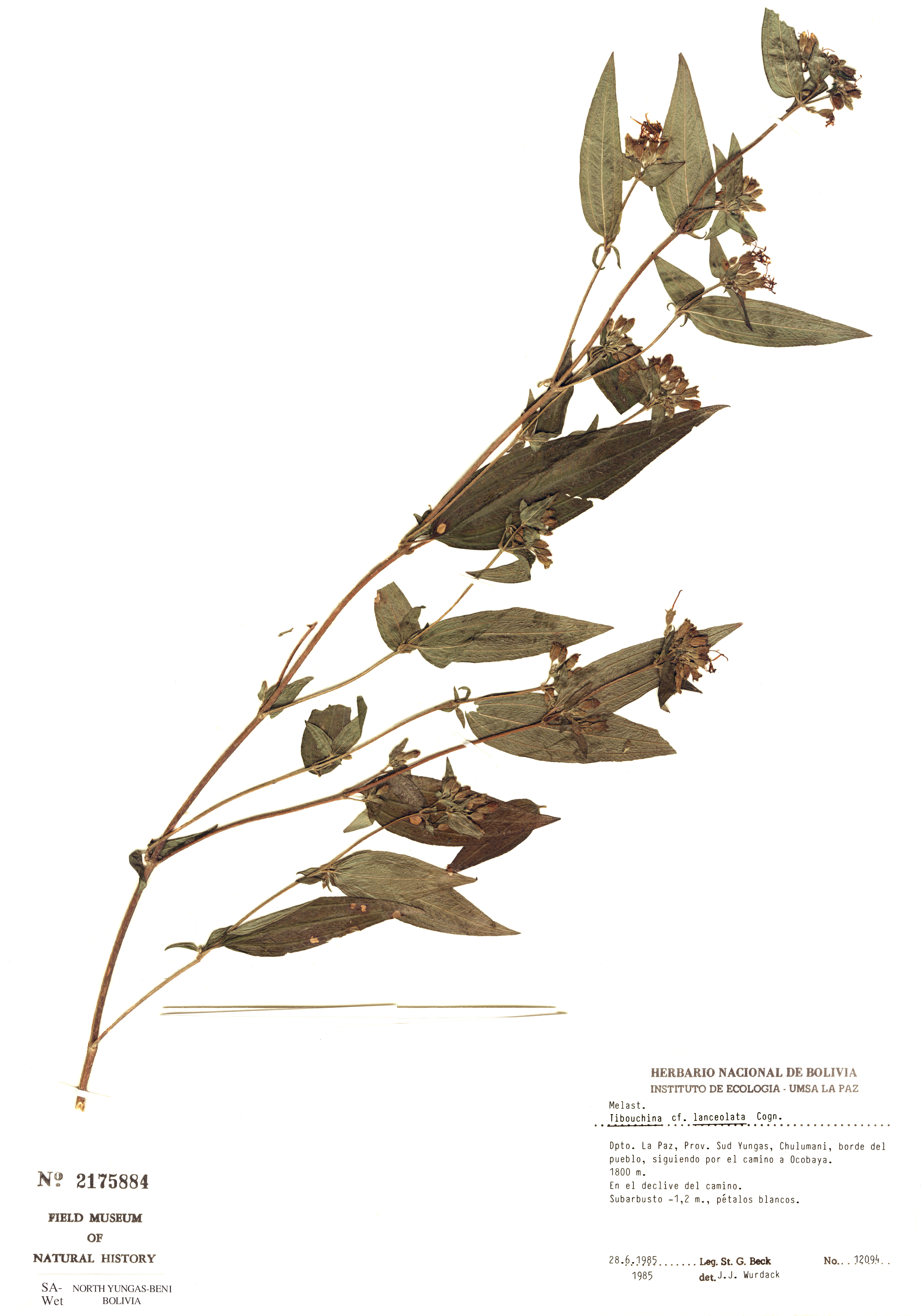 Tibouchina lanceolata image