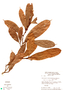 Naucleopsis ternstroemiiflora image