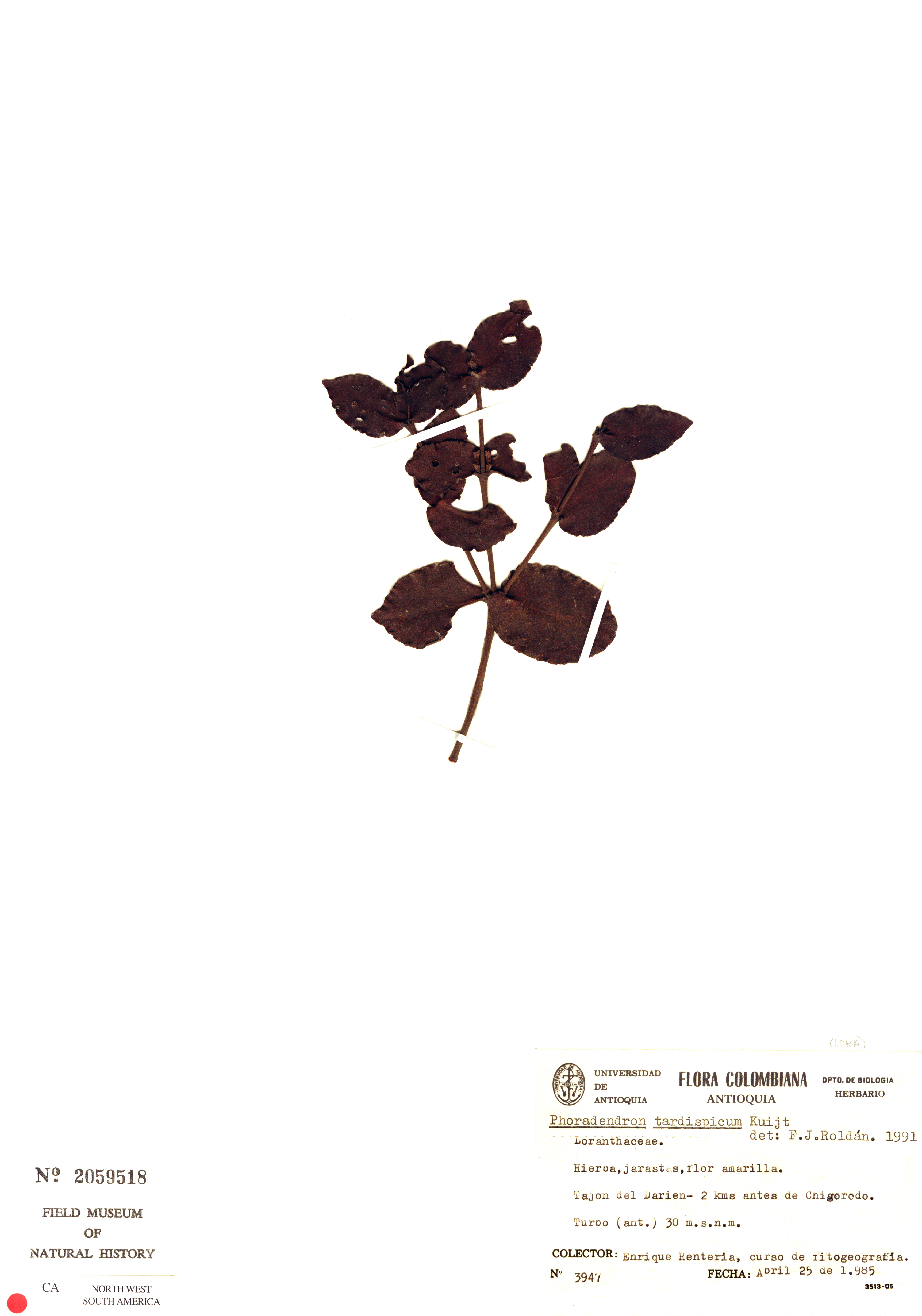 Phoradendron tardispicum image