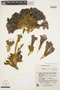 Handroanthus albus image