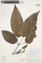 Handroanthus barbatus image