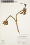 Handroanthus chrysanthus image
