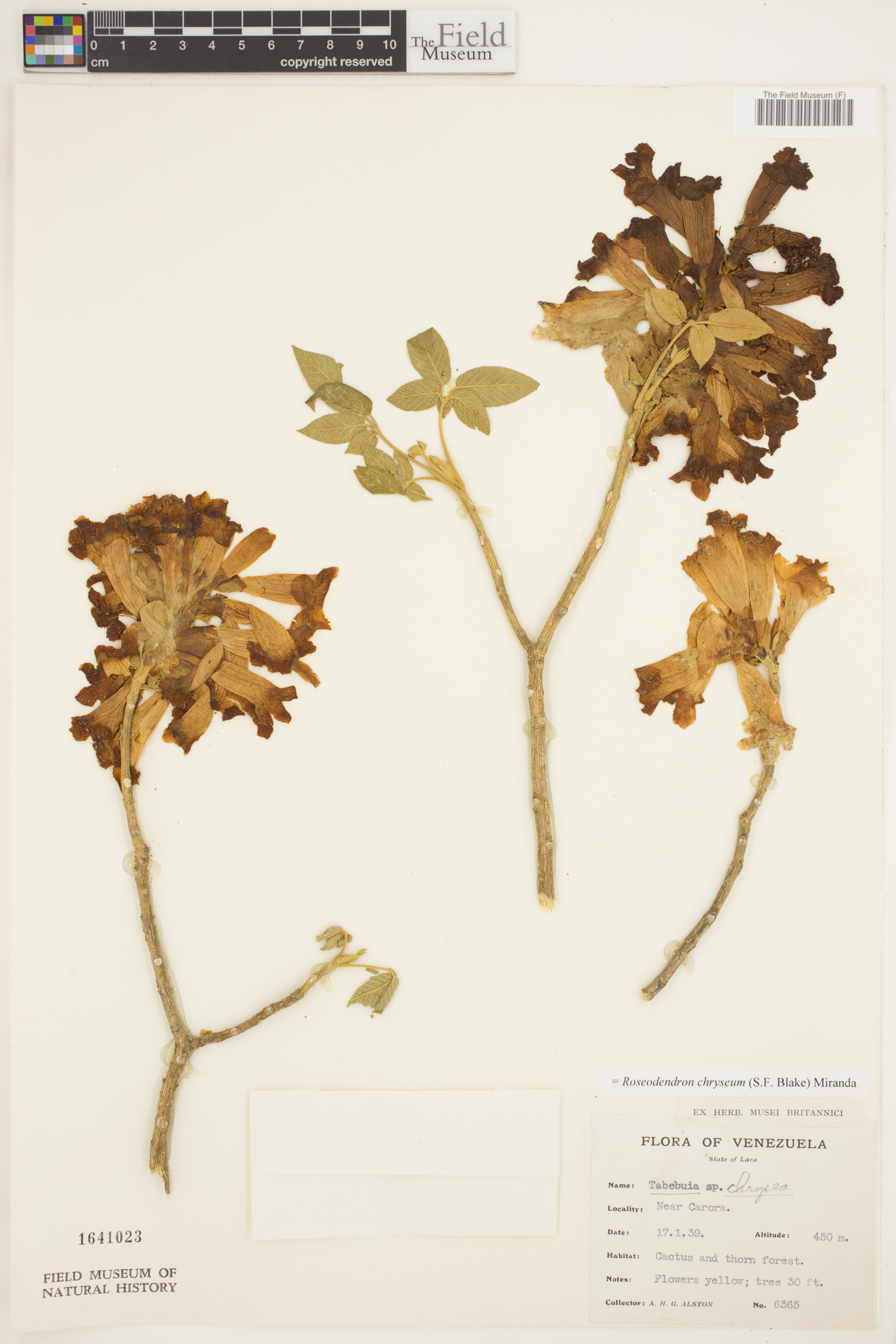 Roseodendron chryseum image