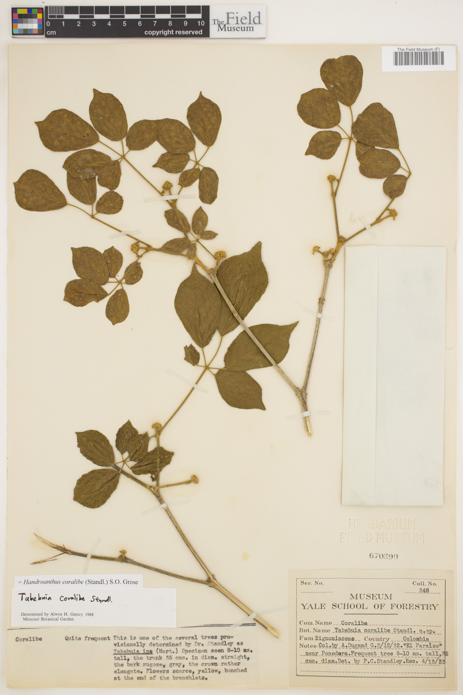 Handroanthus coralibe image