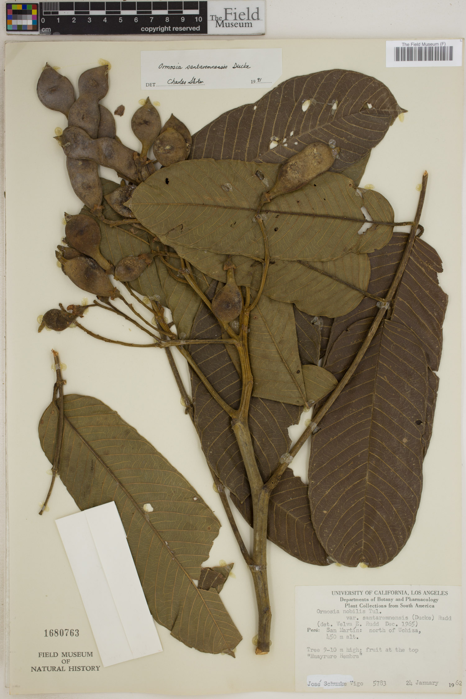 Ormosia nobilis var. santaremnensis image