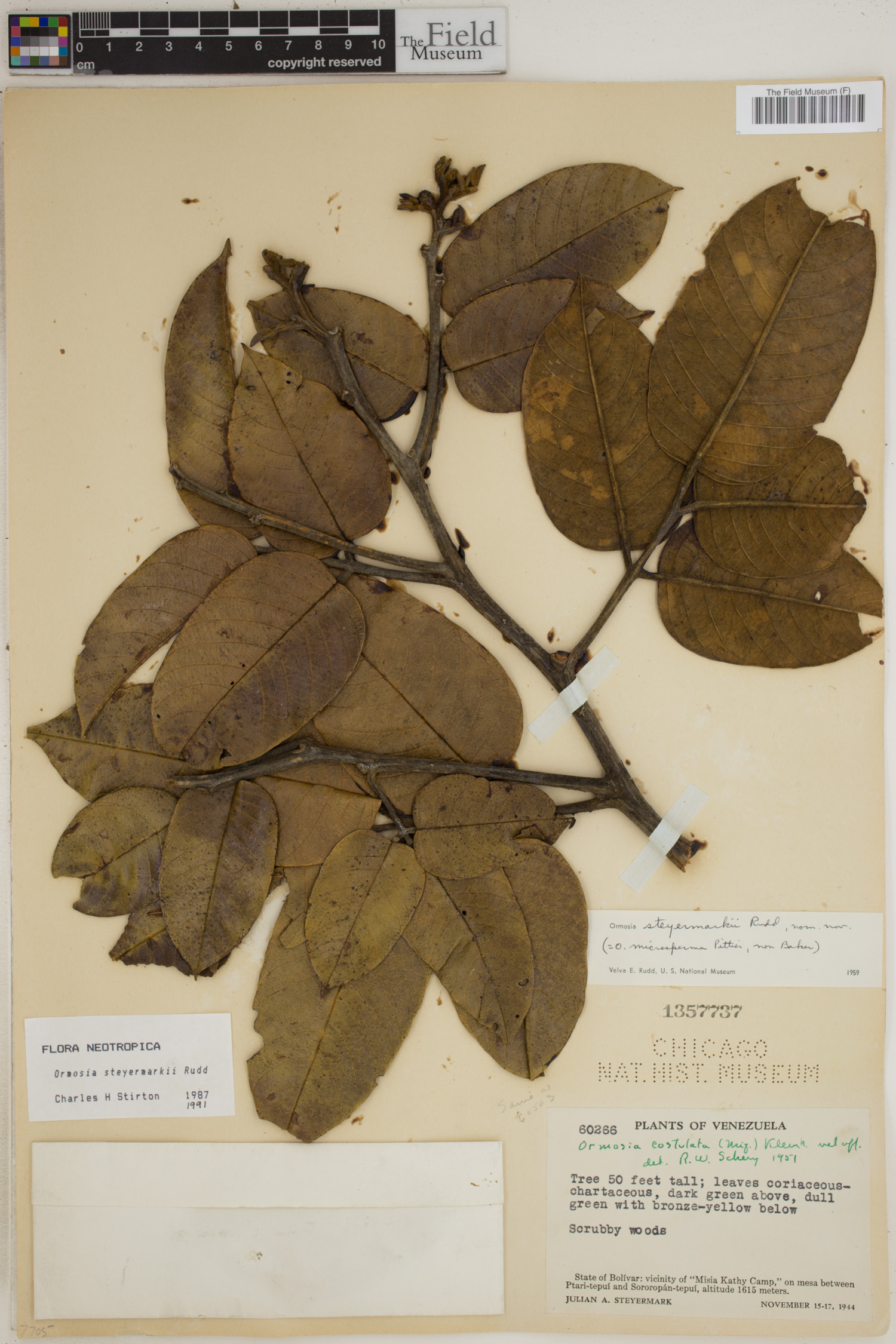 Ormosia steyermarkii image
