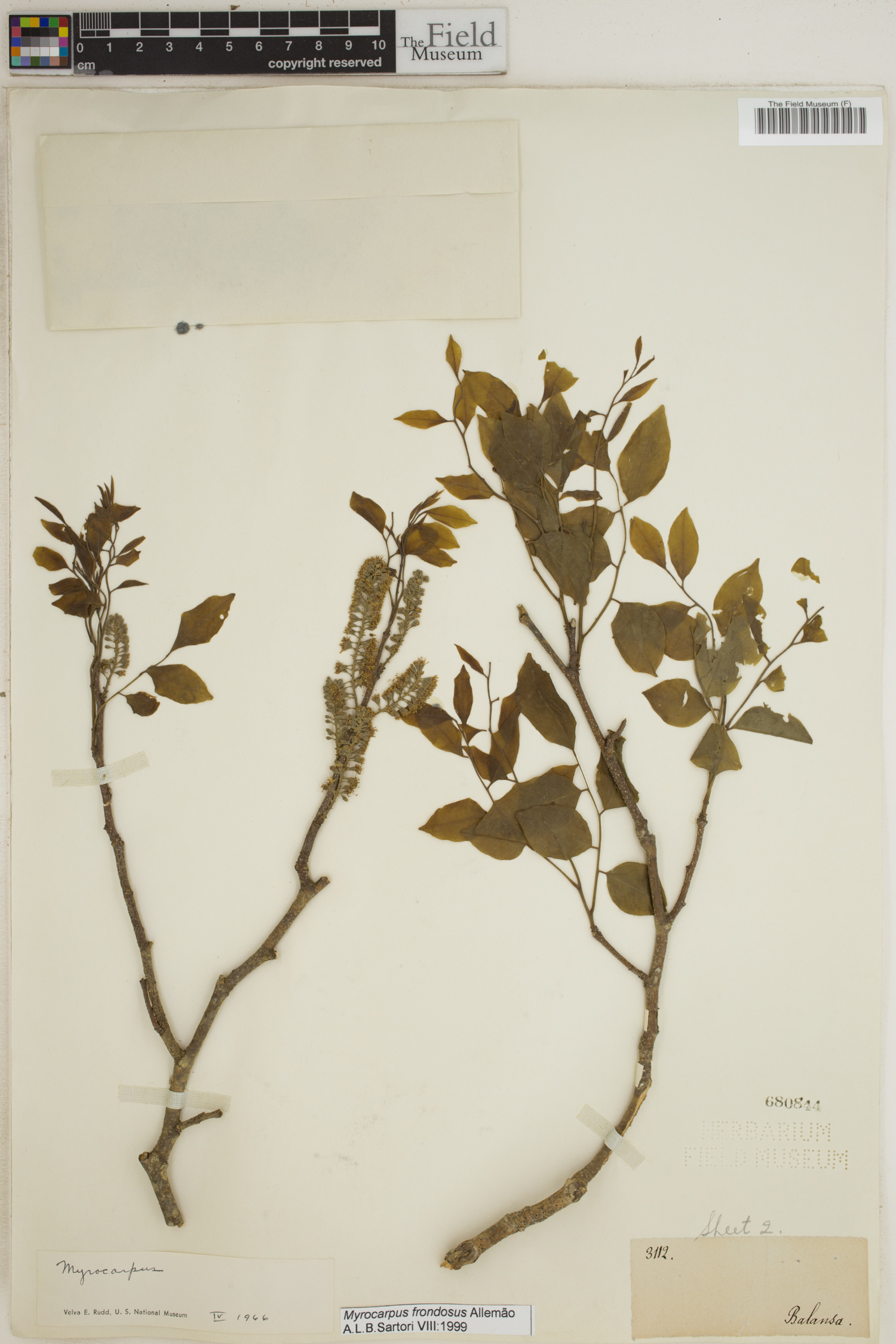 Myrocarpus frondosus image