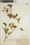 Myrocarpus frondosus image