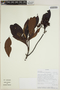 Stilpnophyllum grandifolium image