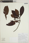 Stilpnophyllum grandifolium image