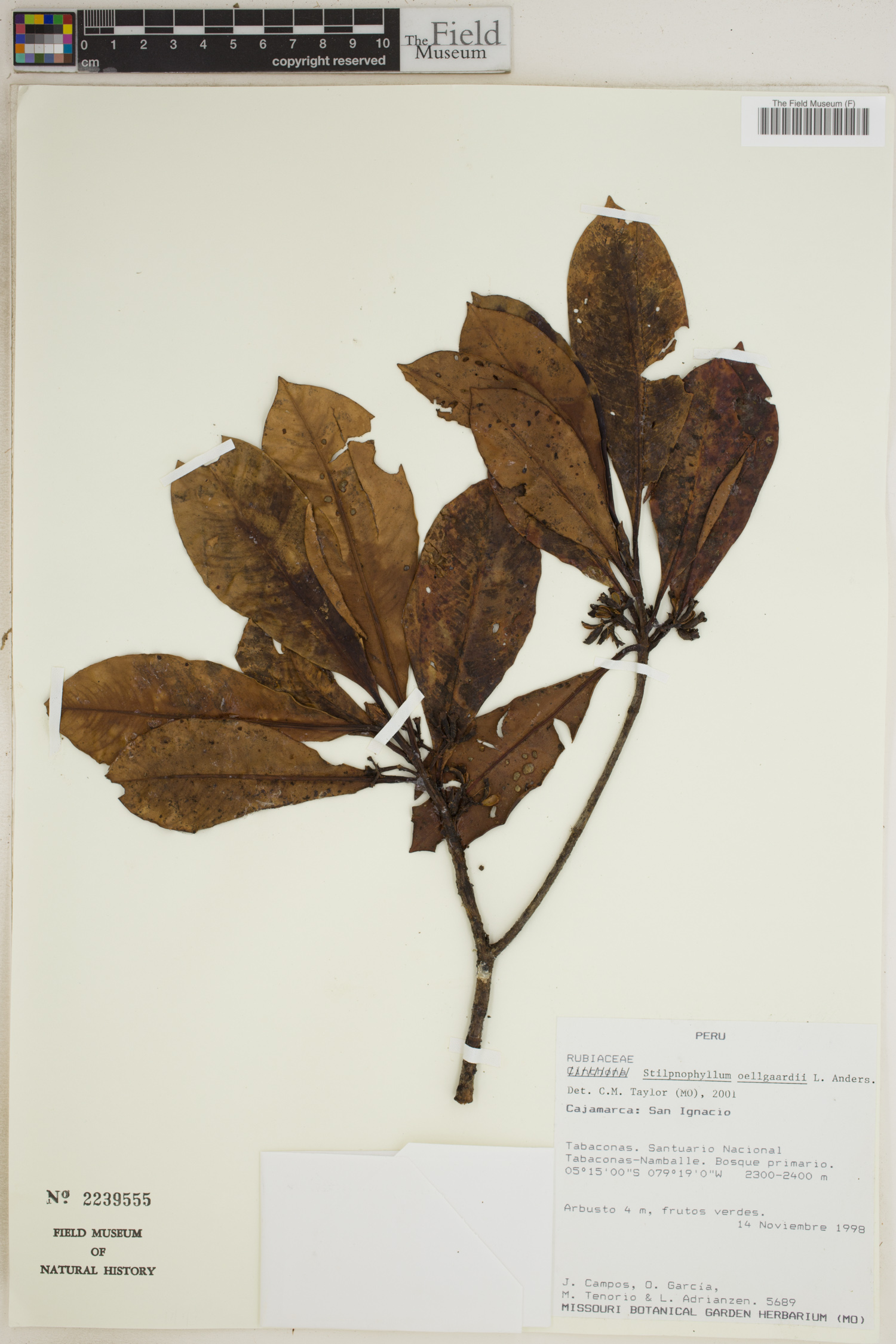 Stilpnophyllum oellgaardii image