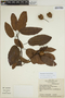 Sloanea uniflora image