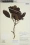 Sloanea laurifolia image