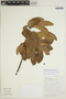 Sloanea uniflora image