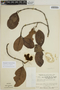 Sloanea laurifolia image
