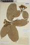 Sloanea schomburgkii image