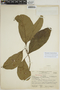 Sloanea petenensis image