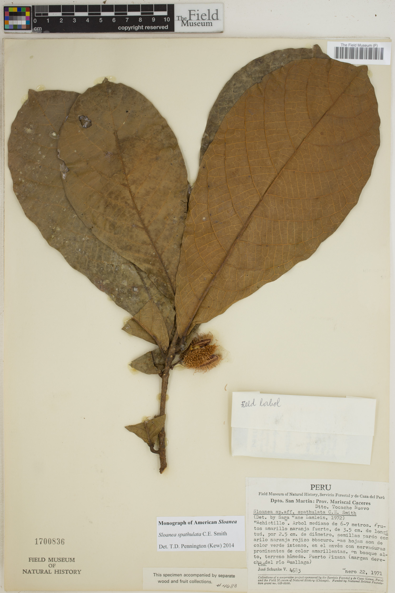 Sloanea spathulata image