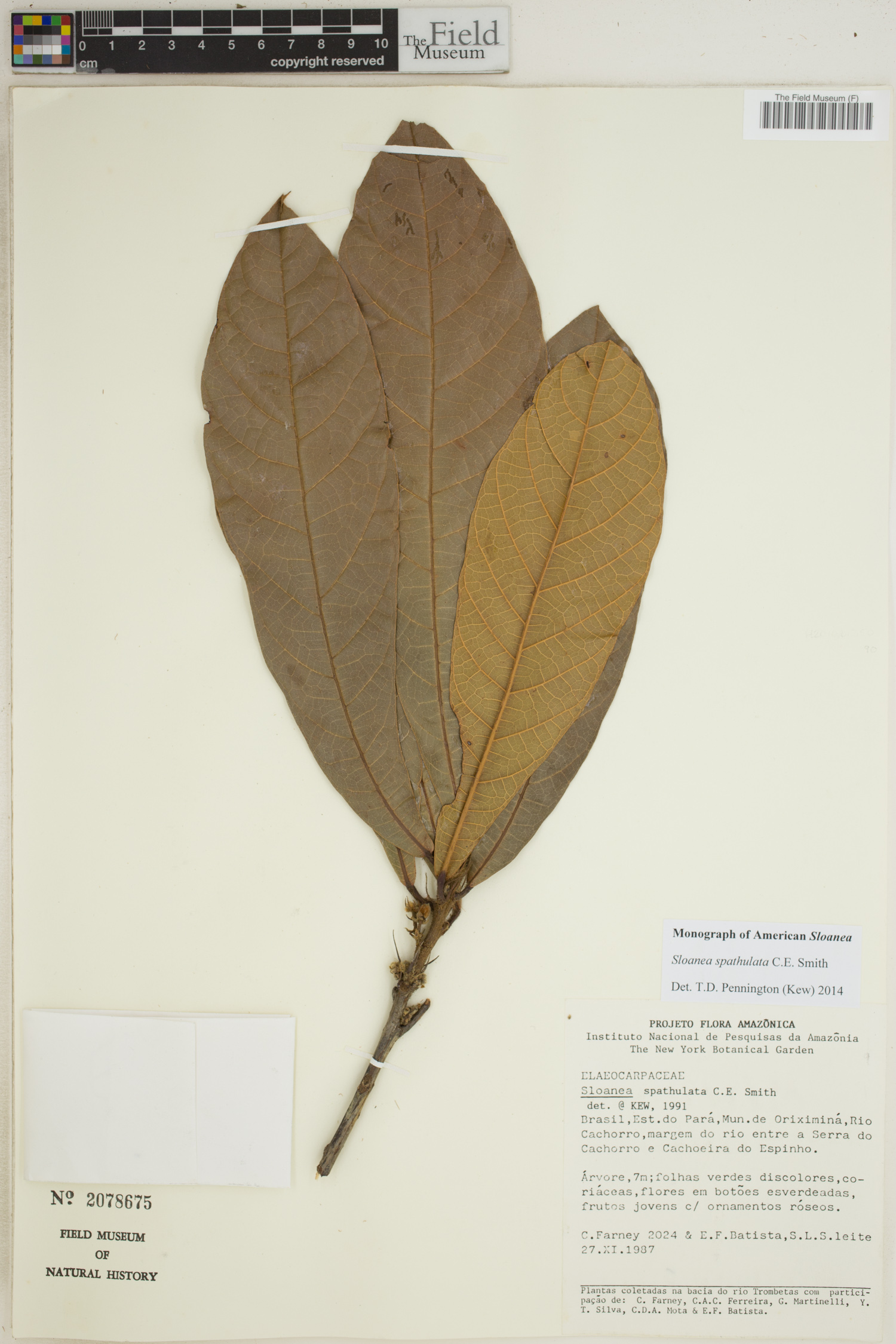 Sloanea spathulata image