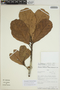 Sloanea parvifructa image
