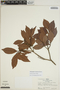 Sloanea picapica image