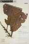 Sloanea fragrans image