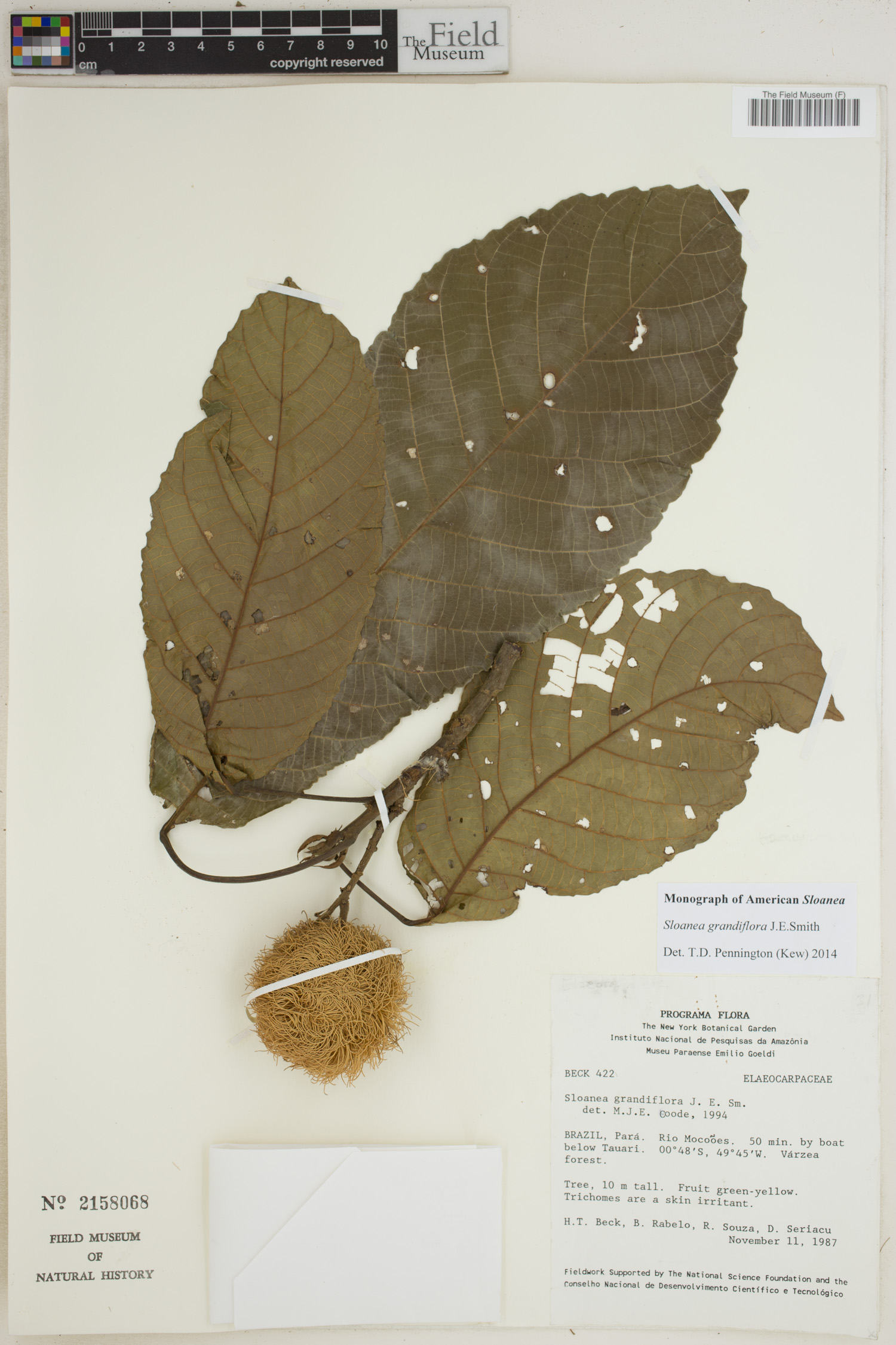 Sloanea grandiflora image
