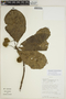 Sloanea grandis image