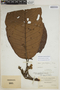 Sloanea grandiflora image