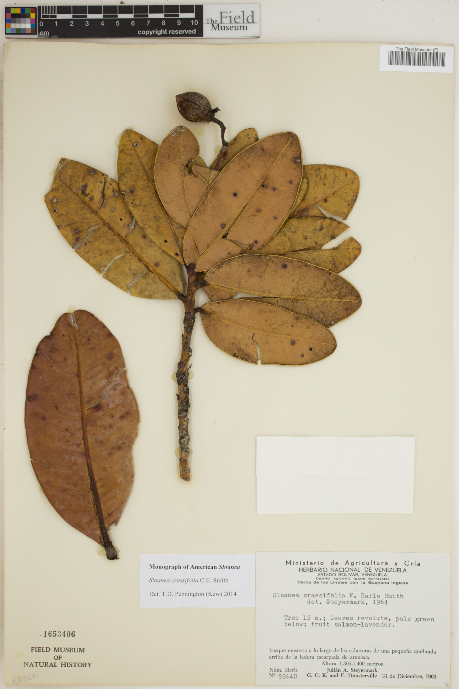 Sloanea crassifolia image