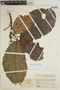 Sloanea multiflora image