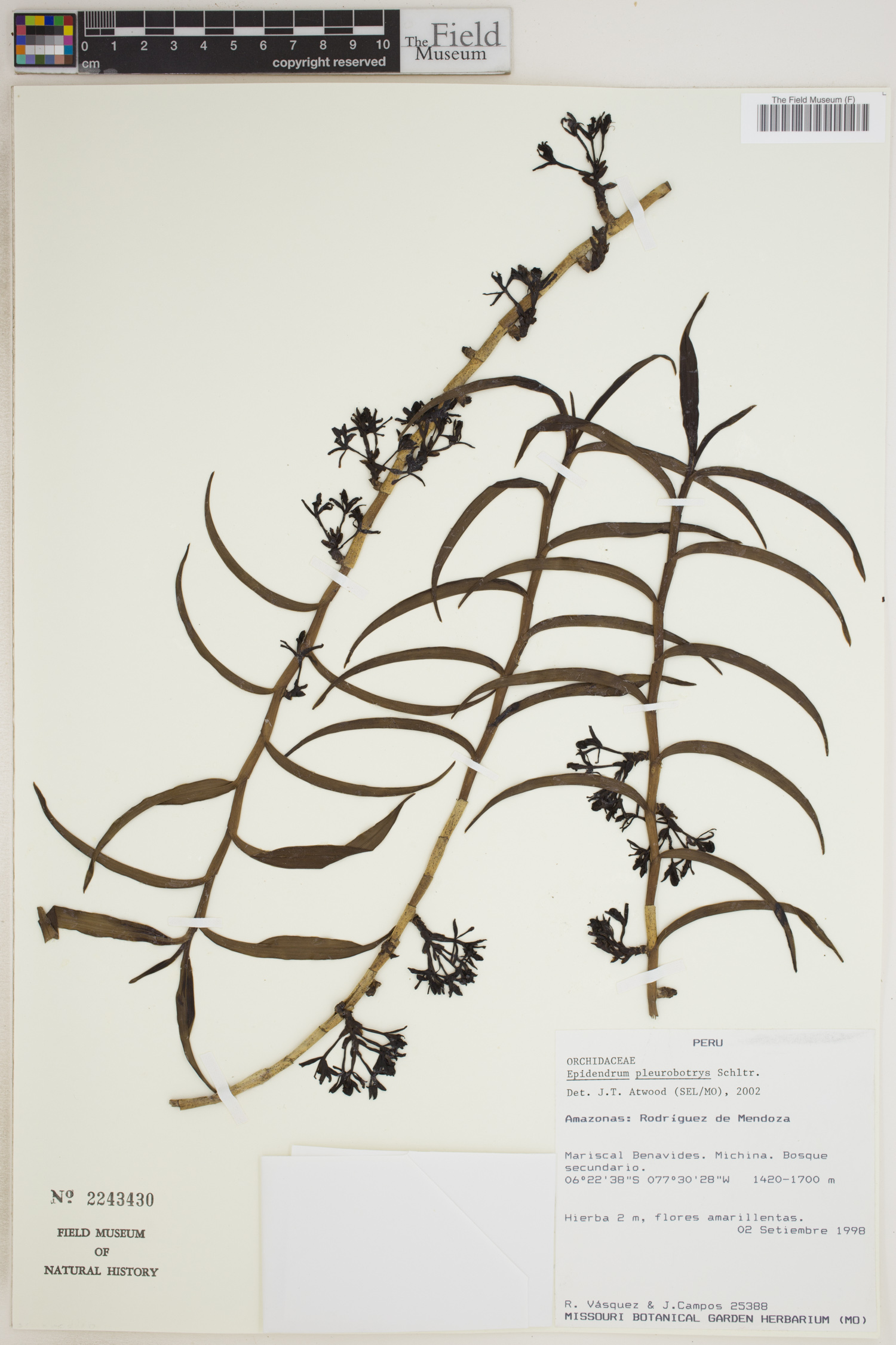 Epidendrum pleurobotrys image