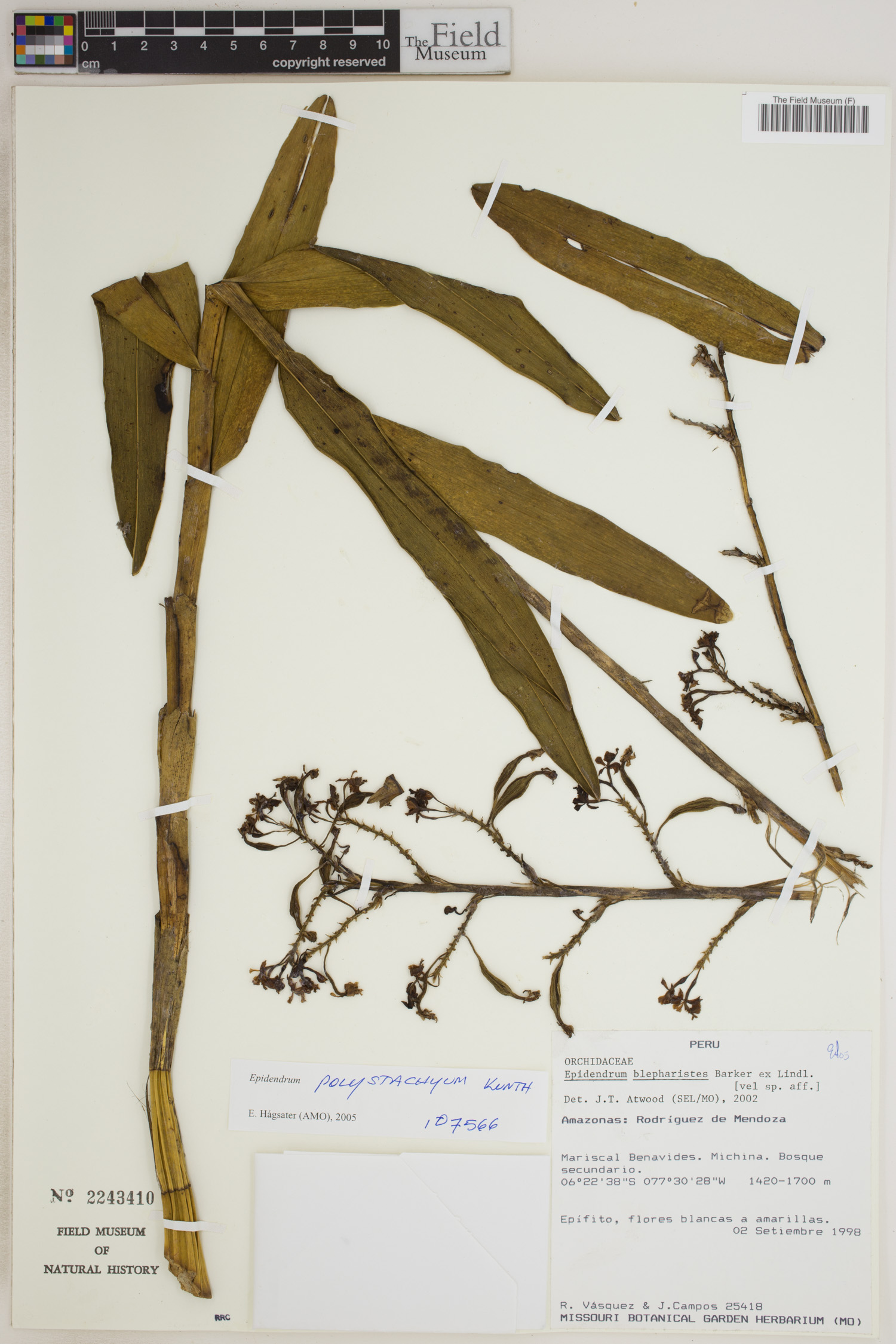 Epidendrum polystachyum image