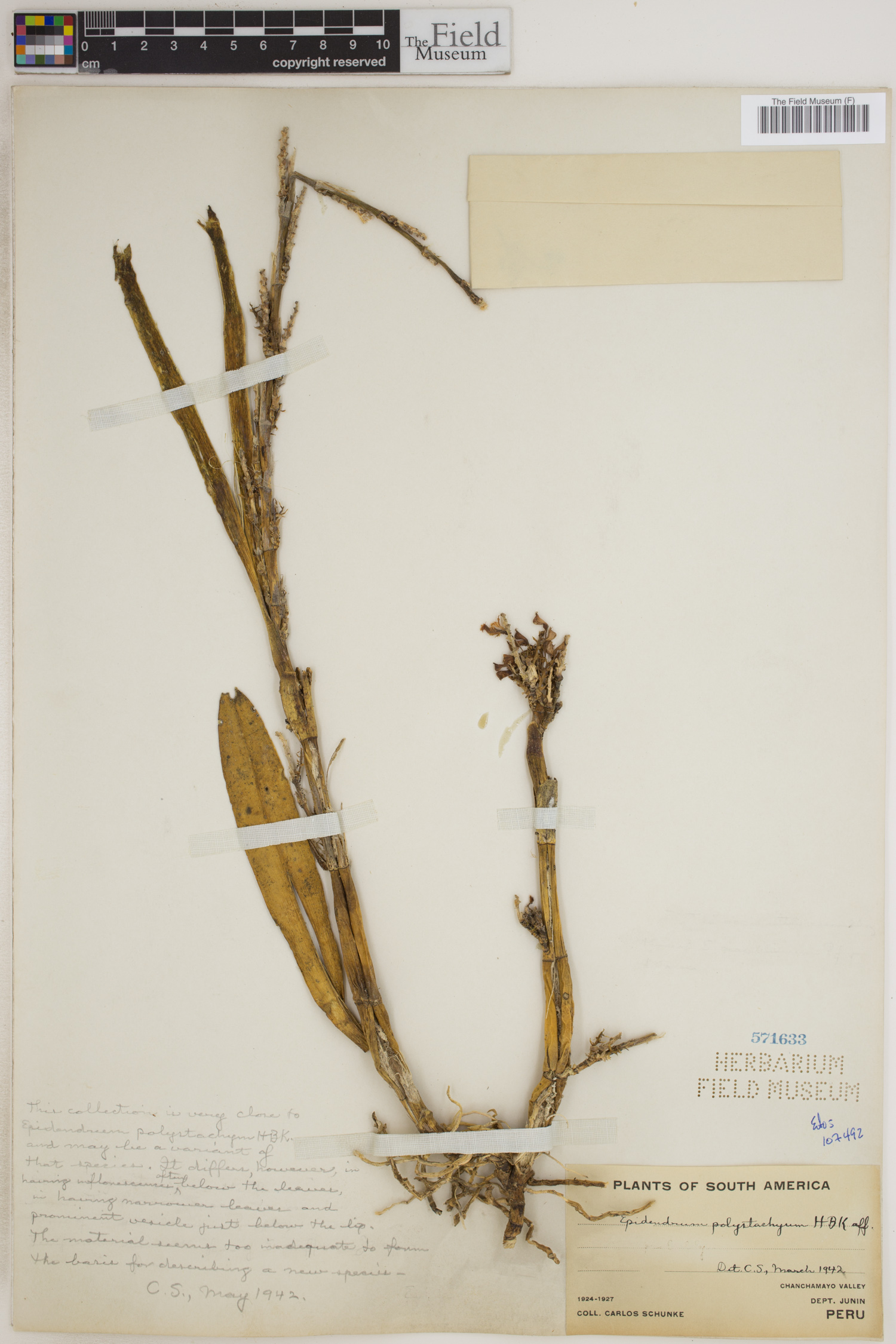 Epidendrum polystachyum image