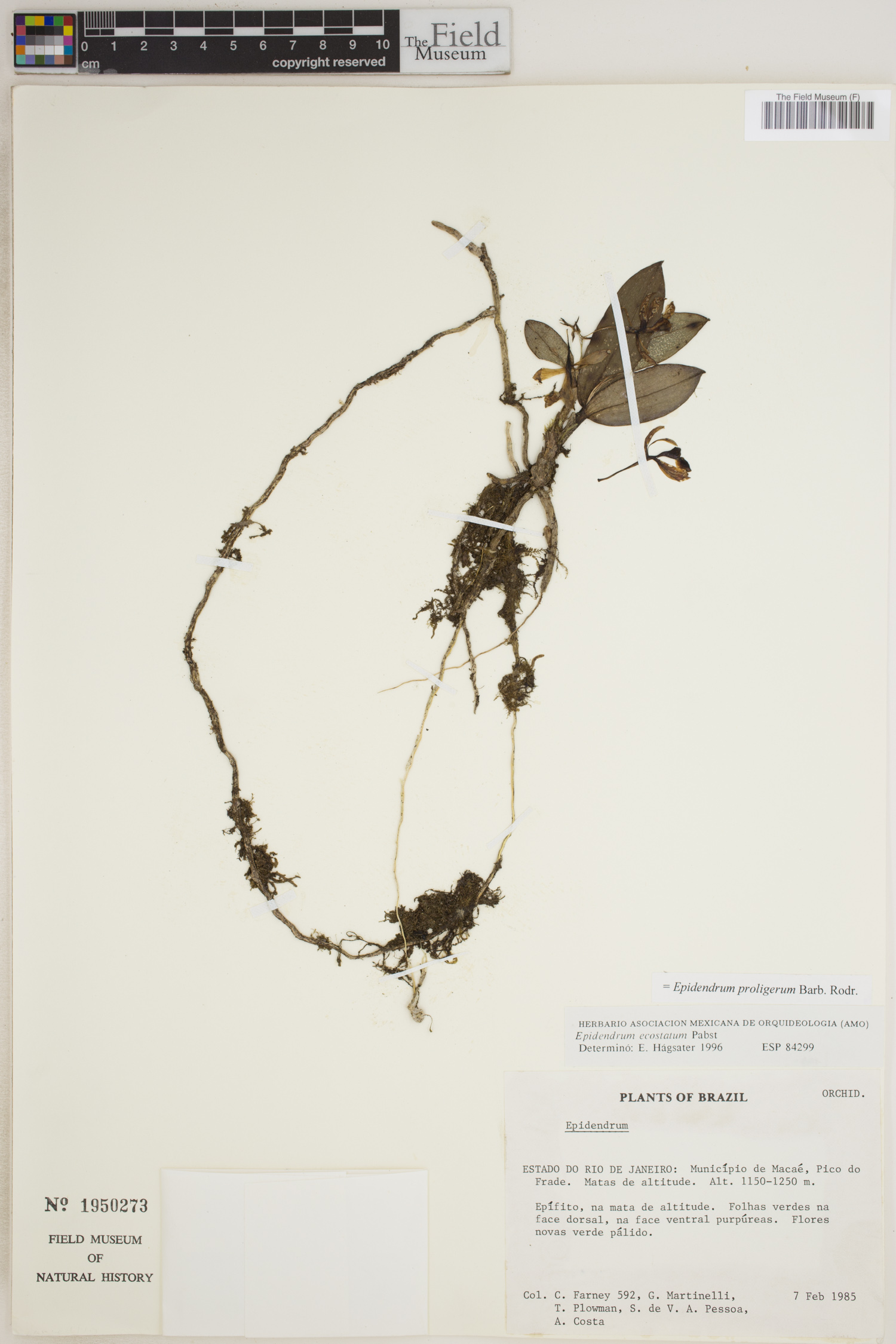 Epidendrum proligerum image