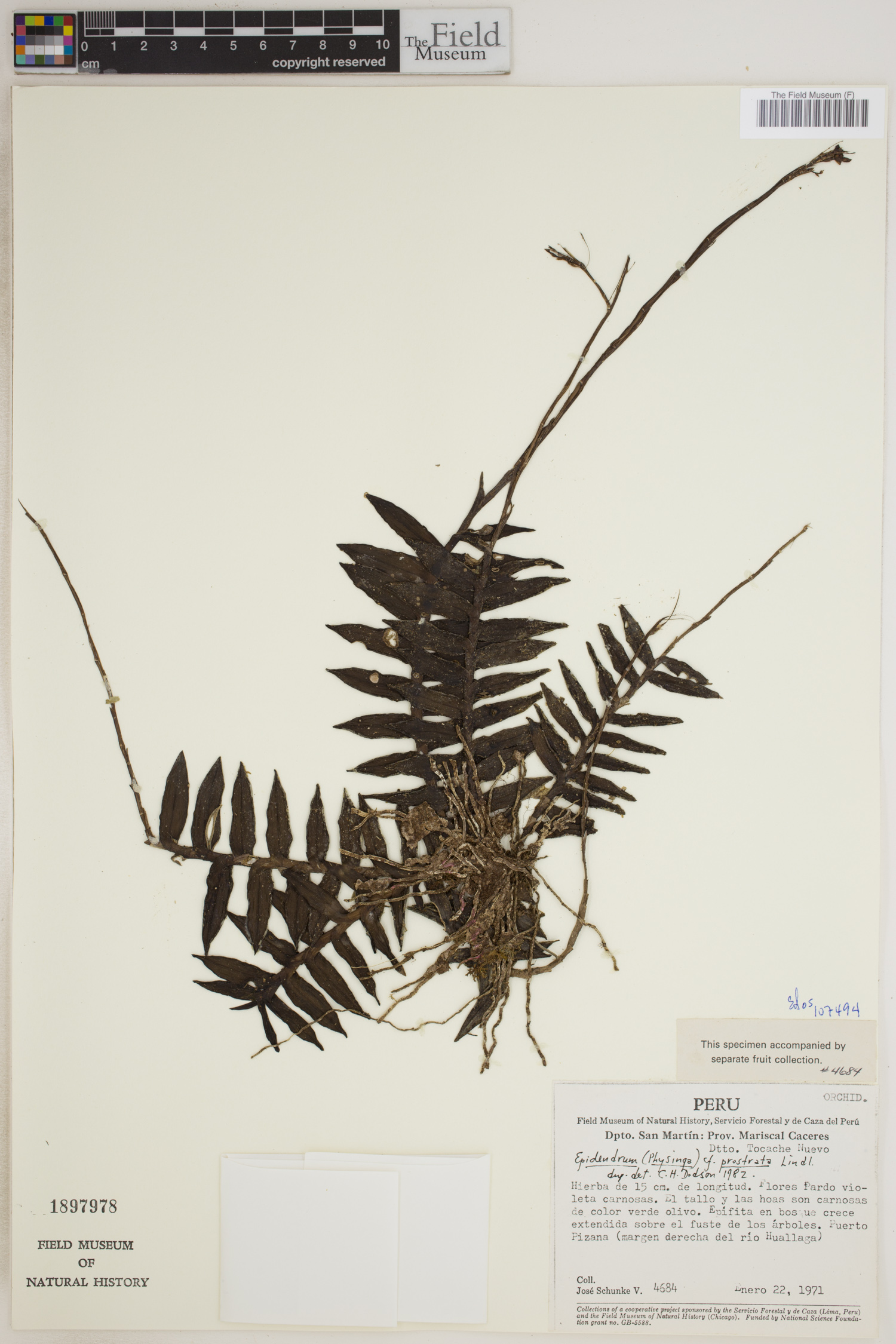 Epidendrum prostratum image